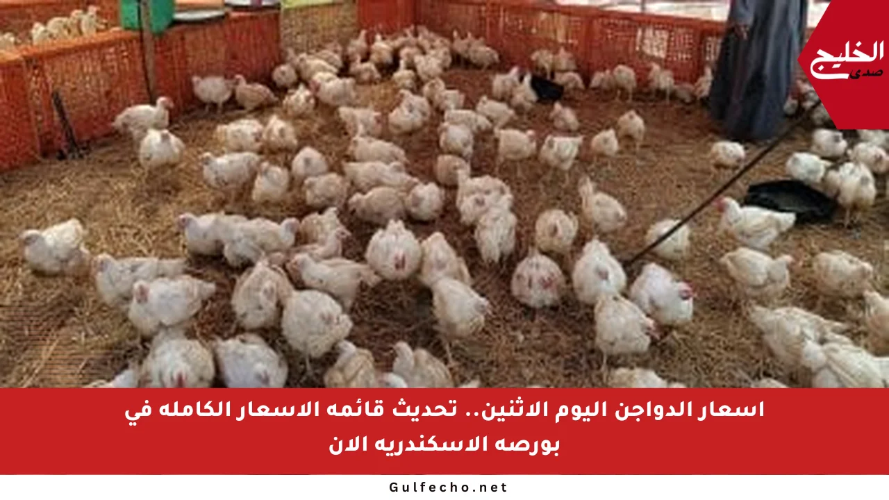 أسعار الدواجن اليوم الإثنين.. تحديث قائمة الأسعار الكاملة في بورصة الإسكندرية الآن
